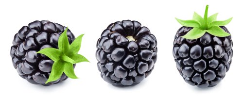 Blackberries phytochemicals are good for your body because they contain anthocyanins, flavonoids and tannins. Since anthocyanins and flavonoids act as antioxidants, they may help reduce the risk of chronic diseases such as cardiovascular disease, osteoporosis and diabetes