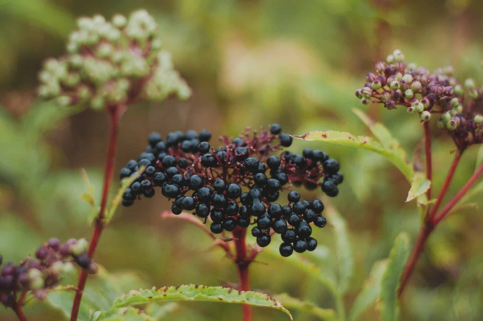 tinctures made from elderberry fruit are a natural herb immunity remedy that is ideal for the common cold and other health ailments