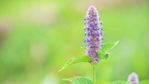 Anise Hyssop - Using Agastache Essential Oil Therapeutically