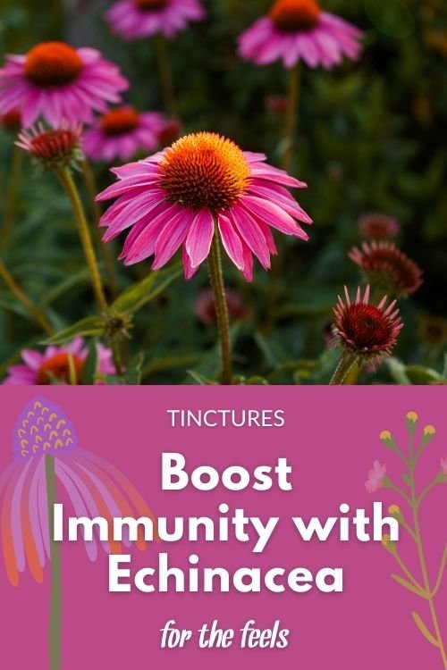 Boost Immunity with Echinacea