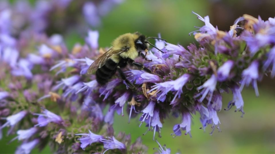 Anise Hyssop plant with a large bumble bee grabbing the enectar. Using Agastache Essential Oil Therapeutically