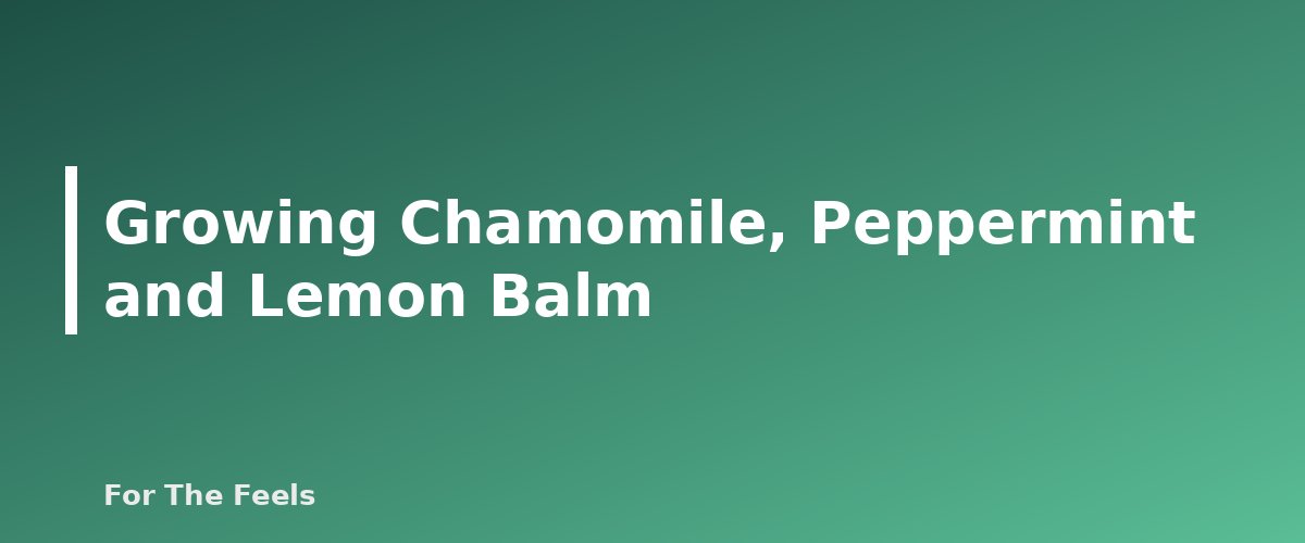 Growing Chamomile, Peppermint and Lemon Balm - section banner for Chamomile, Peppermint and Lemon Balm