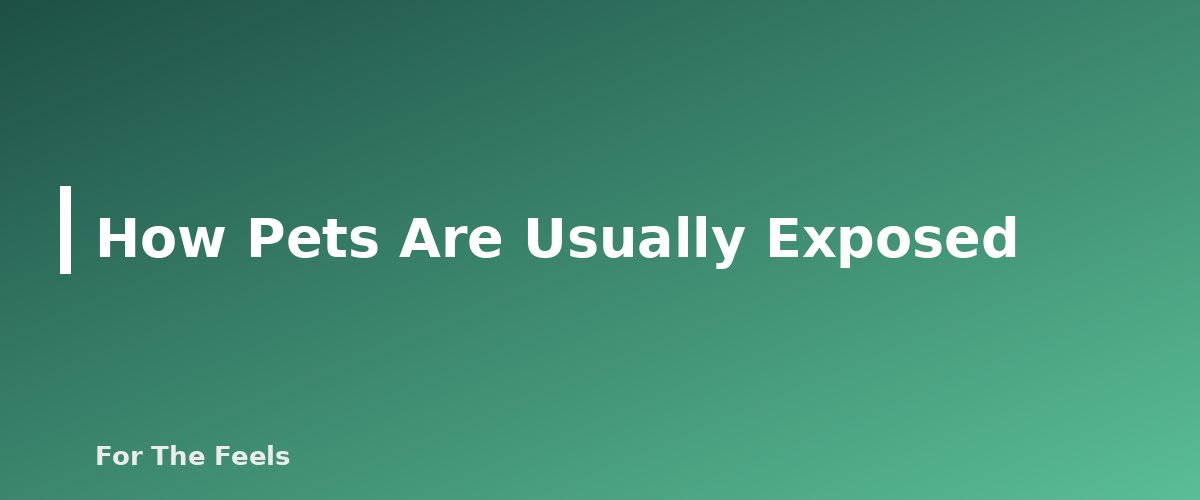 How Pets Are Usually Exposed - section banner for Essential Oils and Pets