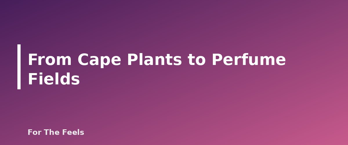 From Cape Plants to Perfume Fields - section banner for Geranium Essential Oil