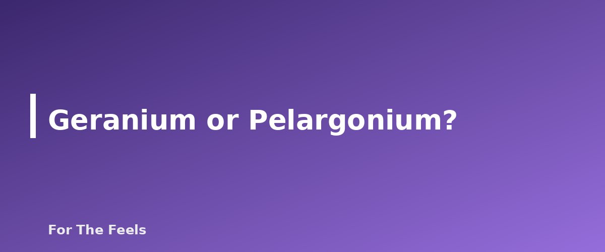 Geranium or Pelargonium? - section banner for Geranium Essential Oil