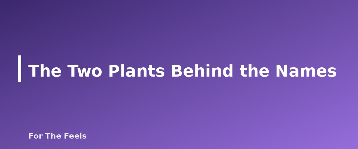 The Two Plants Behind the Names - section banner for German vs Roman Chamomile Essential Oil