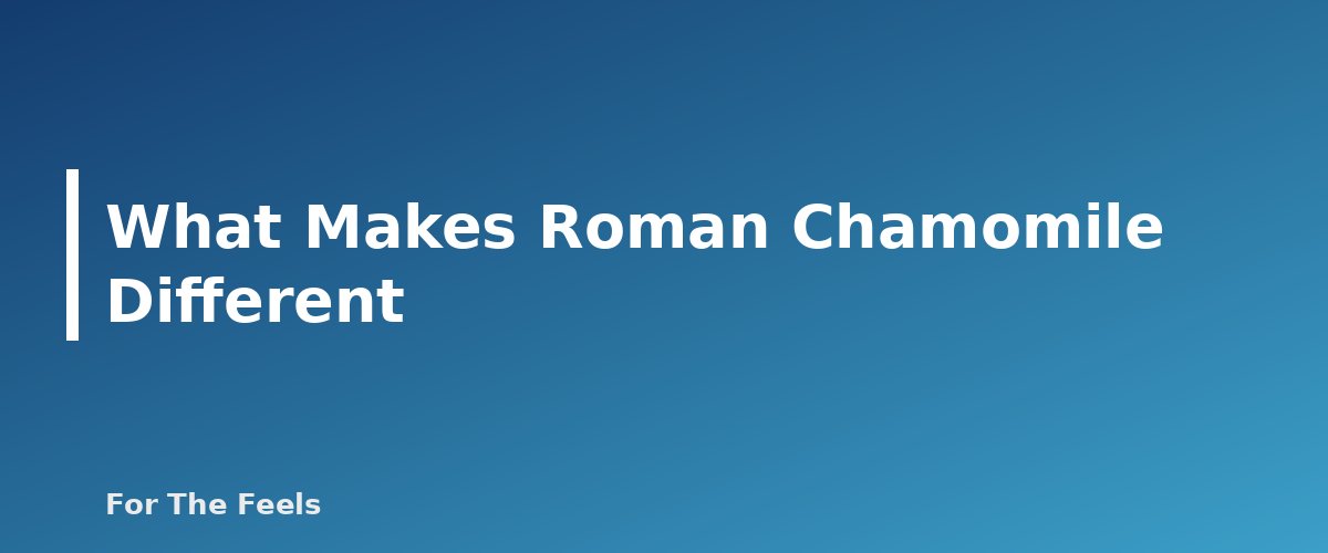 What Makes Roman Chamomile Different - section banner for German vs Roman Chamomile Essential Oil