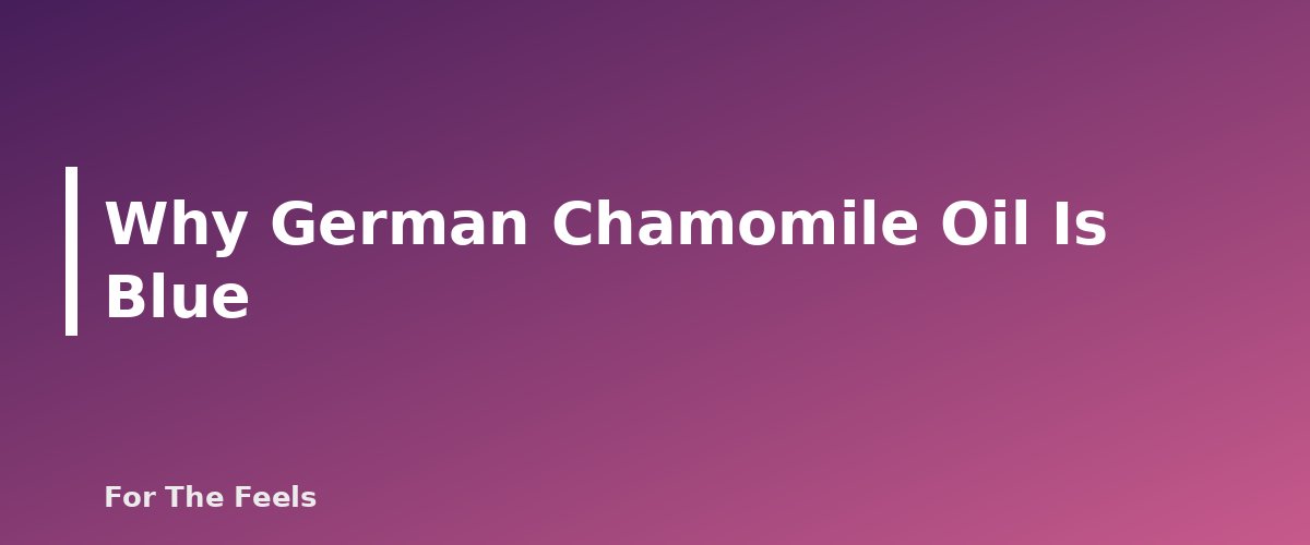 Why German Chamomile Oil Is Blue - section banner for German vs Roman Chamomile Essential Oil