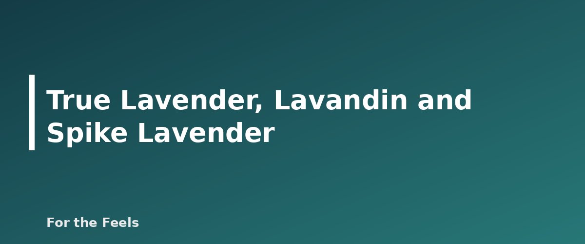 True Lavender, Lavandin and Spike Lavender - illustration for Lavender Essential Oil: Uses, Safety and What the Research Says