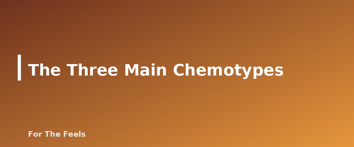 The Three Main Chemotypes - section banner for Rosemary Essential Oil